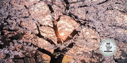 3 Juegos de mesa para jugar esta primavera - Roll Games