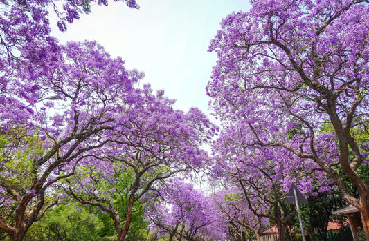 Descubre los mejores juegos de mesa inspirados en la naturaleza para esta primavera en Roll Games